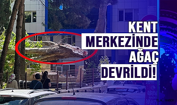 KENT MERKEZİNDE AĞAÇ DEVRİLDİ!