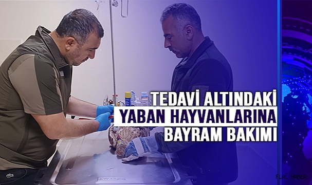 Tedavi Altındaki Yaban Hayvanlarına Bayram Bakımı