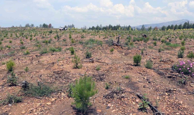 2021 yılında yanan yangın sahaları yeşil dokuya kavuşuyor