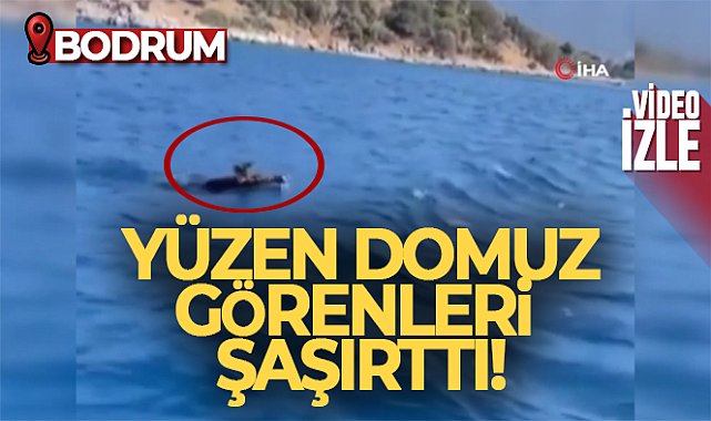 Bodrum'da yüzen domuz görenleri şaşırttı