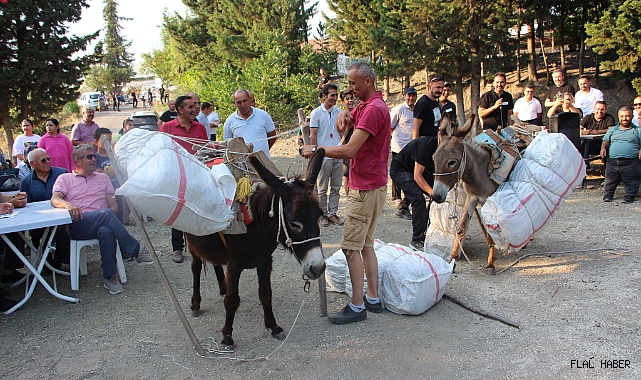 Eşeğe Saman Balyası Yüklemek İçin Kıyasıya Yarıştılar