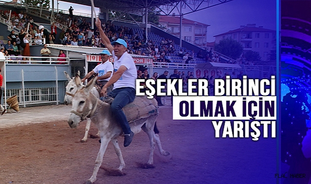 Eşekler Birinci Olmak İçin Yarıştı