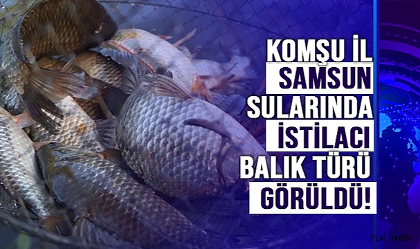 İÇ SULARDA İSTİLACI ‘İSRAİL SAZANI’ VE ‘SİVRİSİNEK BALIĞI’ KABUSU
