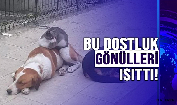 KEDİ VE KÖPEĞİN DOSTLUĞU GÖRENLERİ ŞAŞIRTIYOR