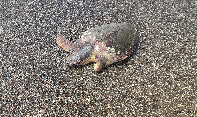 Ölü Caretta Caretta Sahile Vurdu