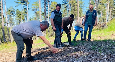 ORMAN GENÇLEŞTİRME ÇALIŞMALARI