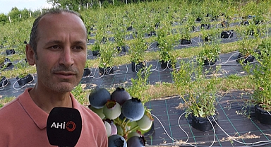 Sinop'ta ilk defa dikilen yaban mersininde ihracat hedefi