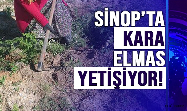 SİNOP’TA KARA ELMAS