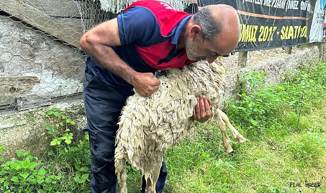 Sinop'ta kuyuya düşen koyun kurtarıldı