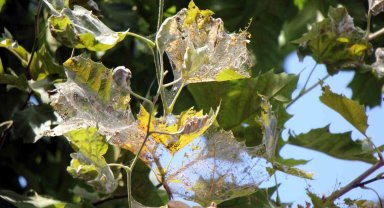 Amerikan beyaz kelebeği istilası