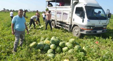 Bafra karpuzunda sona doğru