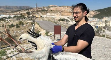 Belediye yaralı leyleklere sahip çıkıyor