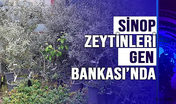 İZMİR ULUSAL ZEYTİN GEN BANKASINDA SİNOP ZEYTİNLERİ