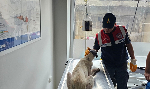 Jandarma veterinere teslim etti