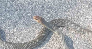 Karayoluna çıkan yılan kamerada