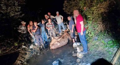Köprüden düşen ineği itfaiye kurtardı