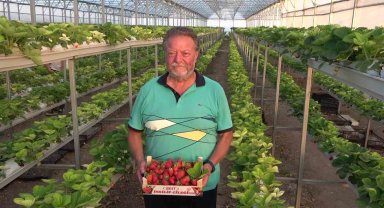 Memleketinde sera kurdu: Ektiği topraksız çilek ile yüksek rekolte yakaladı