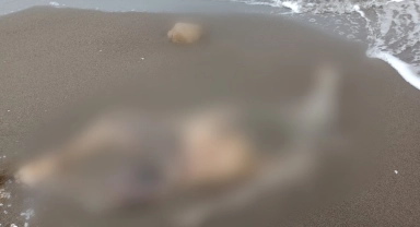 Sahilde dolaşan muhtar deniz kenarında ceset buldu