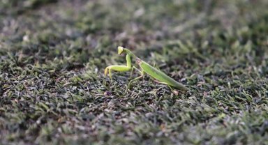 Samsunspor - Fenerbahçe maçında statta farenin yanı sıra 'peygamber devesi' de görüldü