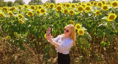 Sarıya boyanan ayçiçeği tarlaları hasat için gün sayıyor