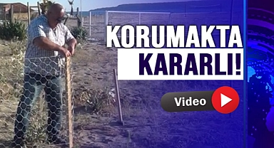 TURİZM İŞLETMECİSİNDEN KUM ZAMBAKLARINI KORUMADA ÖRNEK DAVRANIŞ!