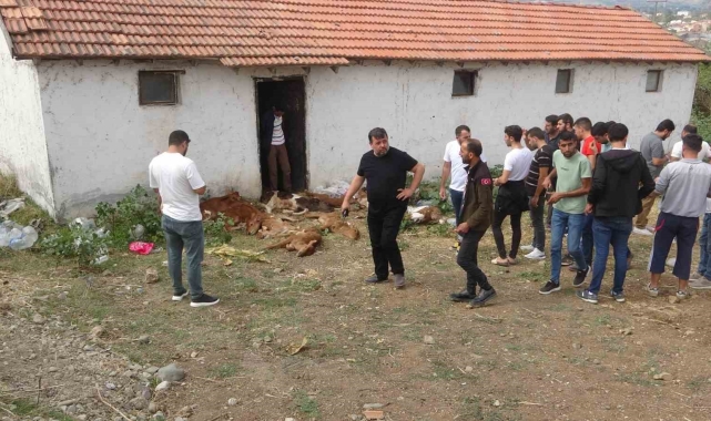 Ahırda bulunan 11 buzağı telef oldu, 4'ü yaralandı