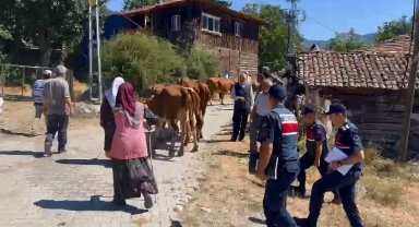 Ahırdaki inekleri çalan hırsızlar jandarmadan kaçamadı