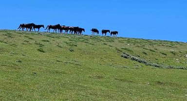 Akdağ'ın özel ve güzel sakinleri: Yılkılar