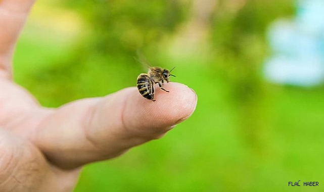 “Arı alerjisine karşı tedbiri elden bırakmayın”