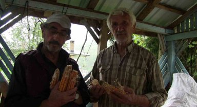 Artvin'de kahverengi kokarca böeceği istilası