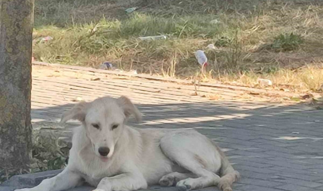 Avcılar'da boğazı kesik köpek bulundu