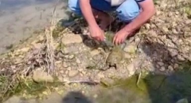 Balıkçı ağına takılan Fırat kaplumbağası kurtarıldı