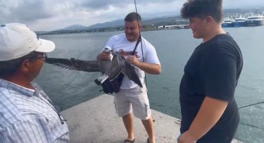 Balıkçıların oltasına bu kez balık değil martı takıldı