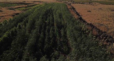 Bamya tarlasında 352 kök kenevir ele geçirildi