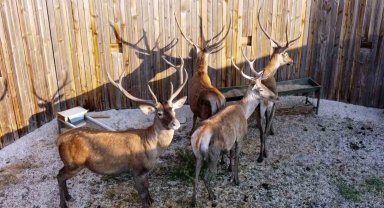 Bolu Barosu, kızıl geyik avının iptali için dava açtı