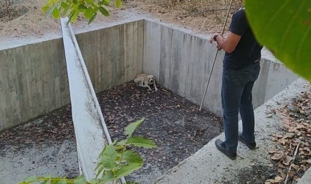 Boş havuza düşen köpeği belediye ekipleri kurtardı