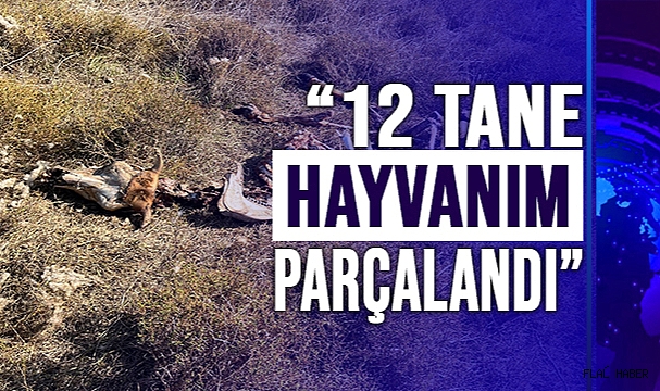 Büyükbaş Ve Küçükbaş Hayvanlara Saldırı!