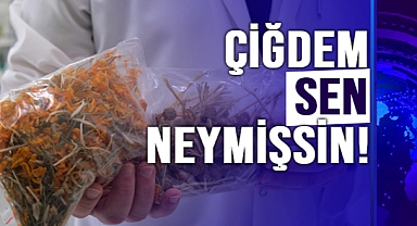 Çiğdemin şifa dolu sırları ortaya çıktı