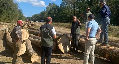 Dişbudak Ormanları Gençleştiriliyor