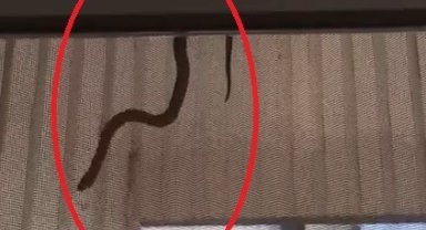 Evin içerisine giren yılan perdeden süzülerek inmeye çalıştı