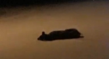 Hatay'da 7 köpeğin zehirlenerek telef edildiği iddiası