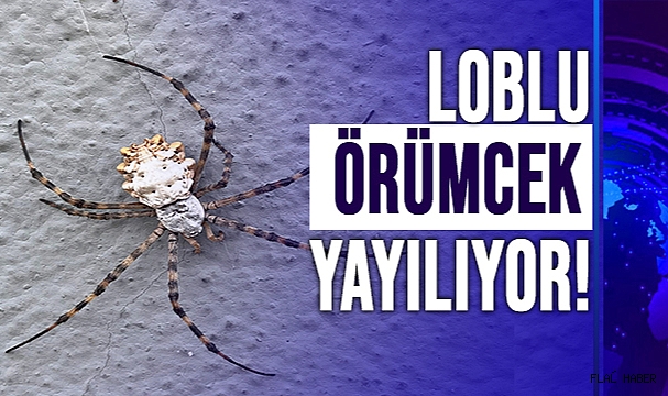 İklim krizi yeni bir örümcek getirdi