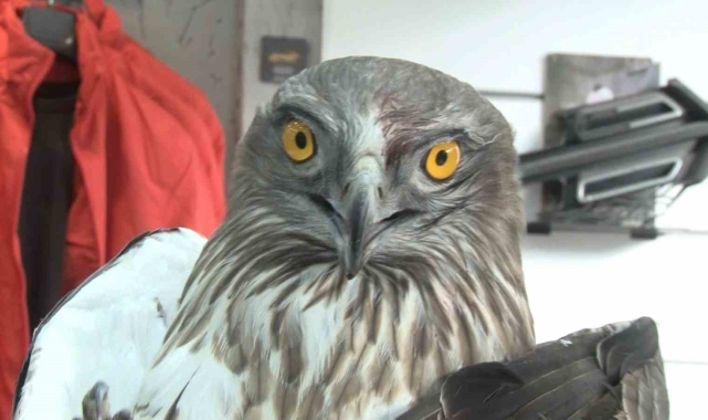 İstanbul'da silahla vurulmuş şahin bulundu