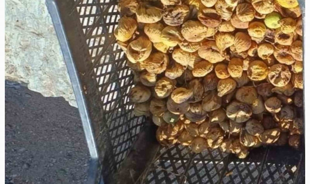 Jandarma incir hırsızlarına göz açtırmıyor