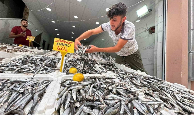 Karadeniz'de hamsi bolluğu: Kilosu 40 TL