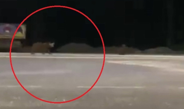 Karayoluna inen ayılar kamerada