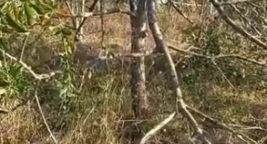 Köye inen ayı, ağaçları kırıp elmaları yedi