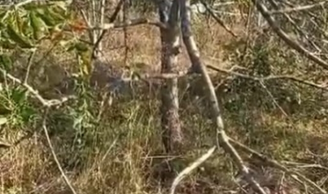 Köye inen ayı, ağaçları kırıp elmaları yedi