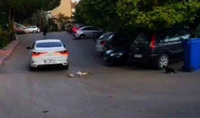 Otomobilin ezdiği kedinin yardımına diğer sokak kedileri koştu