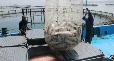 Samsun'da kültür balığında hedef 14 bin ton